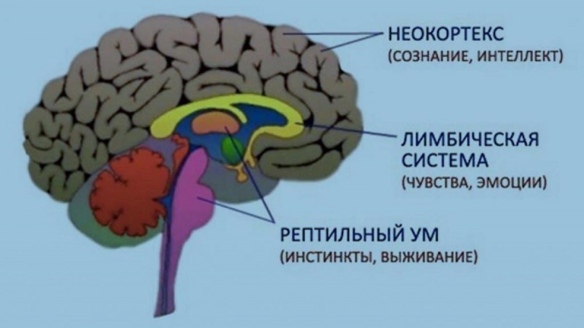 Самый древний отдел мозга. Строение головного мозга человека неокортекс. Строение мозга лимбическая система неокортекс. Рептильный мозг человека строение. Отделы мозга рептильный мозг неокортекс.